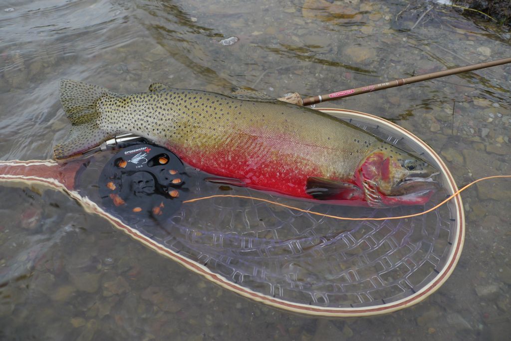 Montana trout resting in a landing net beside a fly rod and reel