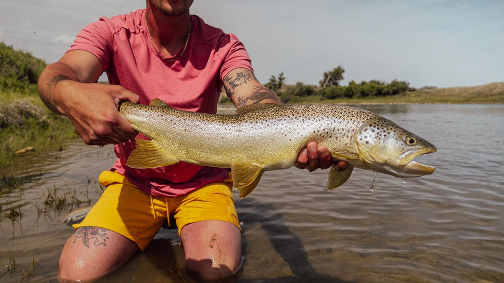 Angler holding a large brown trout above a river in Northern Montana