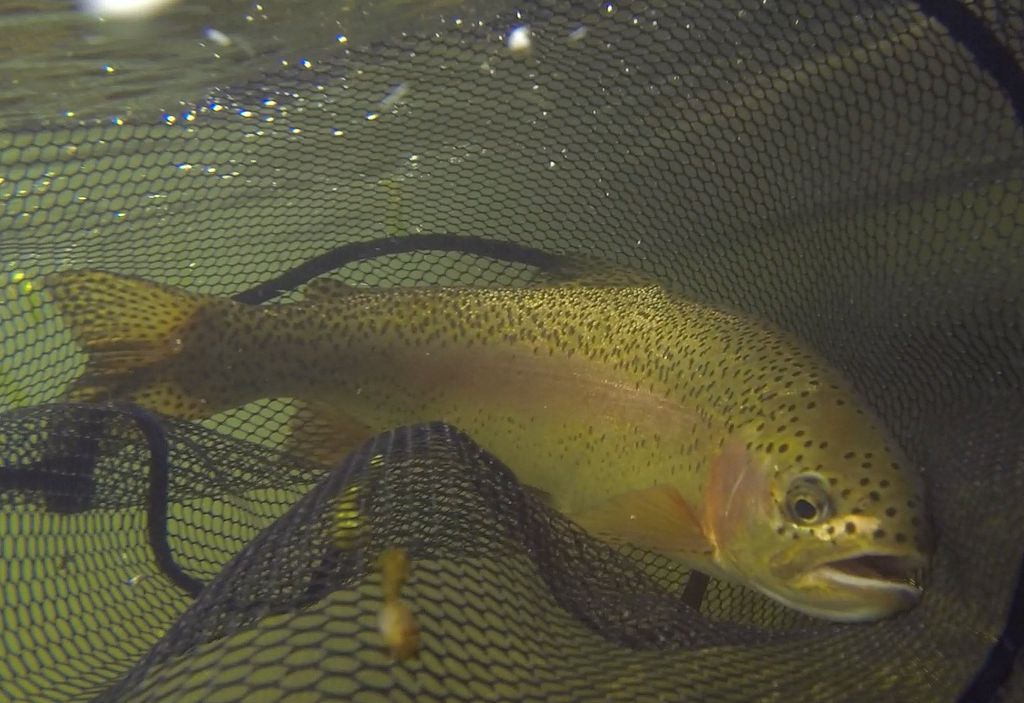 Rainbow trout resting underwater in a landing net on the Missouri River