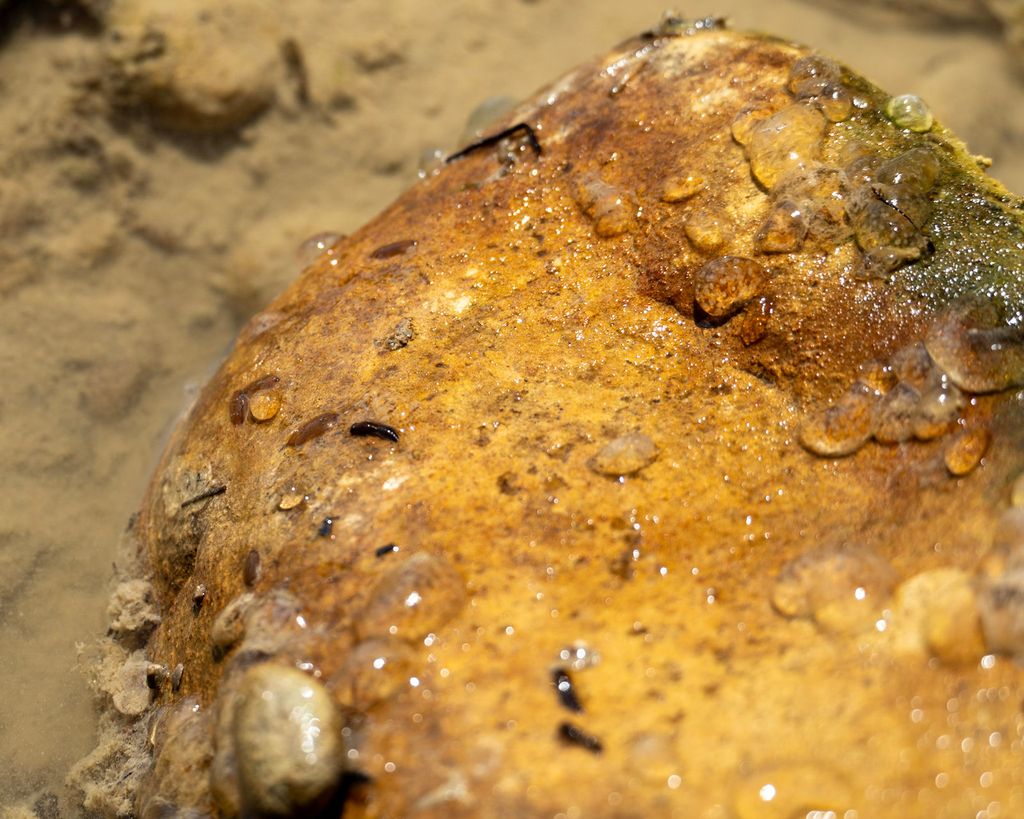 Small aquatic insects and larvae on a wet river stone