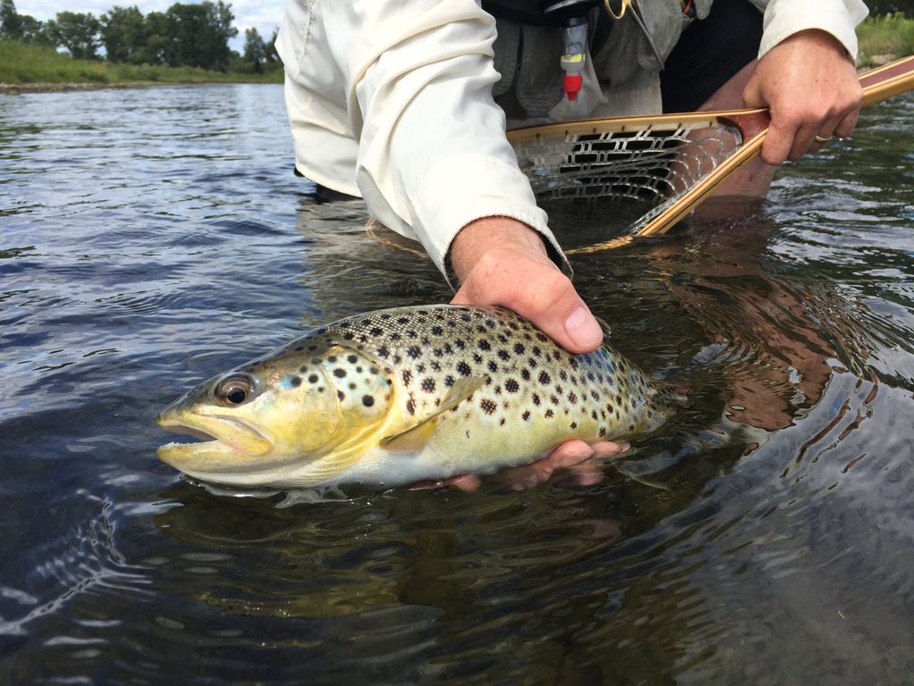 An angler supports a brown trout in the water beside a landing net