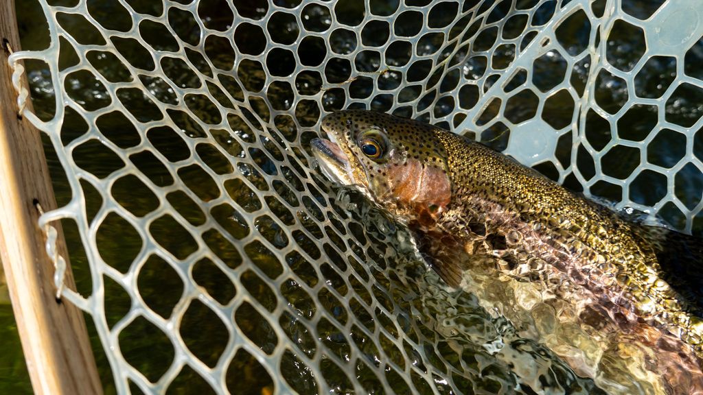 Trout resting in a rubber-mesh landing net