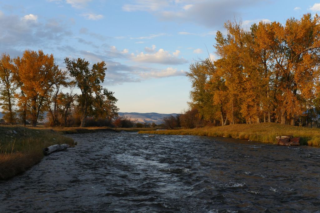 River bordered by golden cottonwoods on an autumn day in Montana