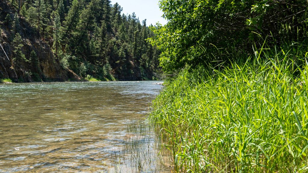 The Blackfoot River beside a green bank and pine-covered hills