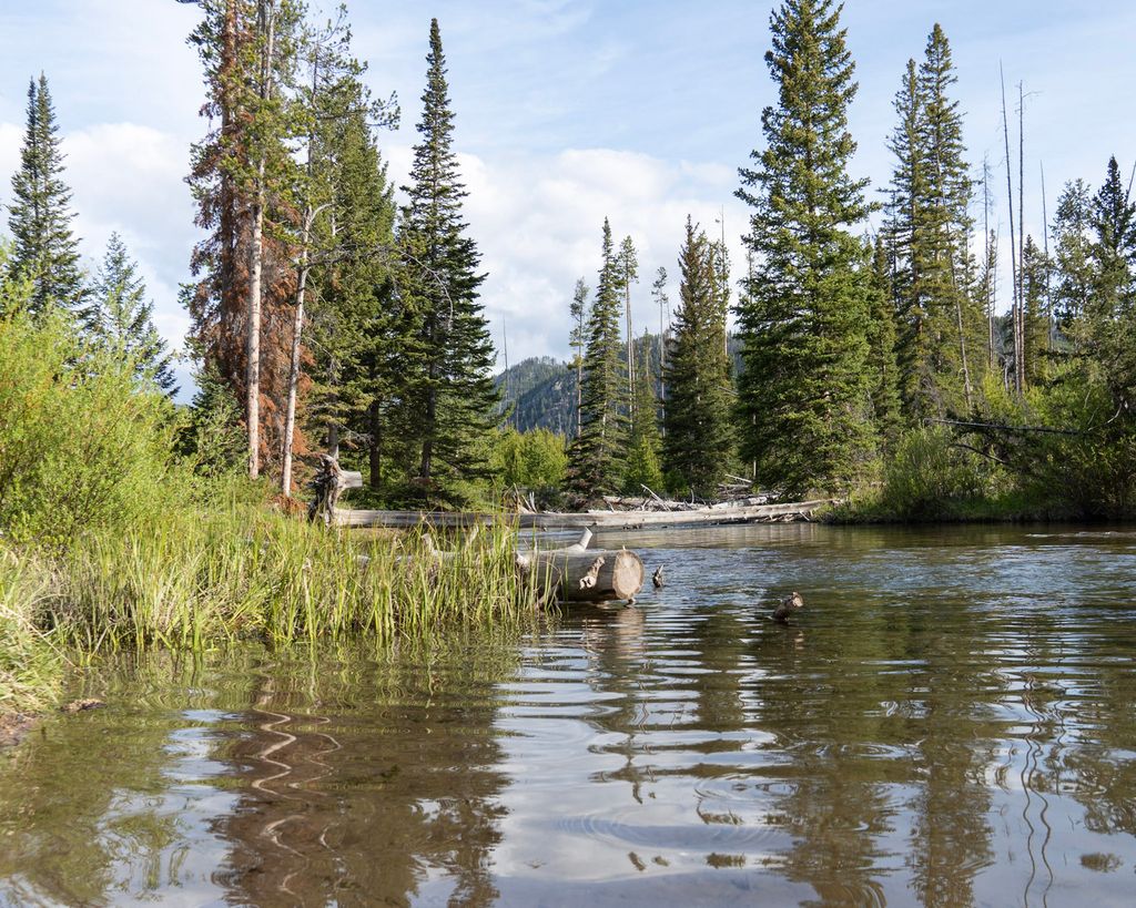 The Blackfoot River winding between grassy banks and tall pine trees