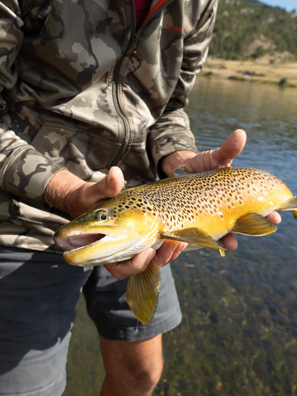 Angler supporting a brown trout above the Missouri River